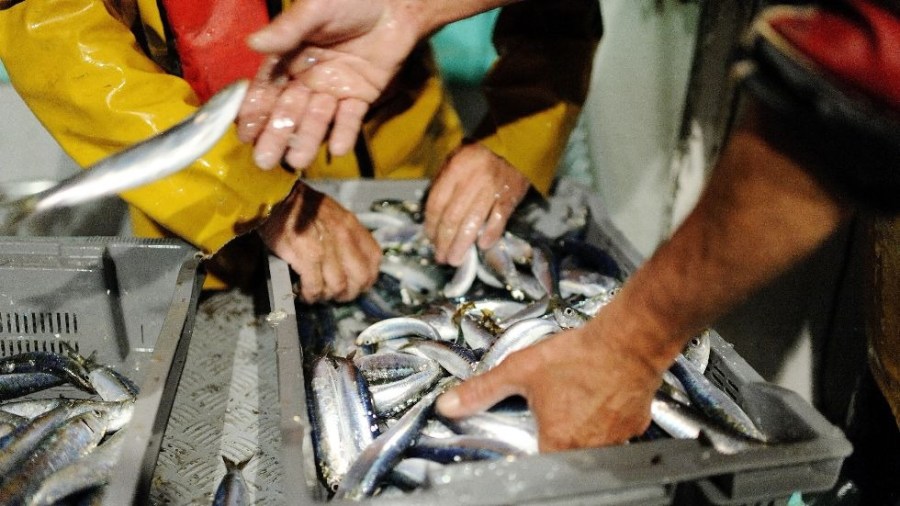 sardine_fish_fishing