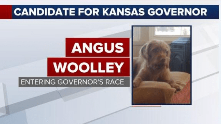 dog, kansas, governor, angus, terrier