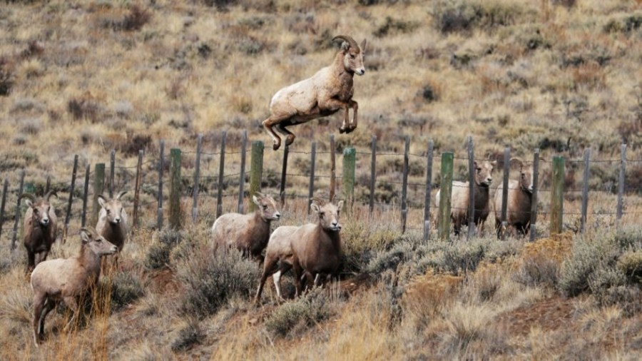 bighorn_sheep_agriculture_wildlife