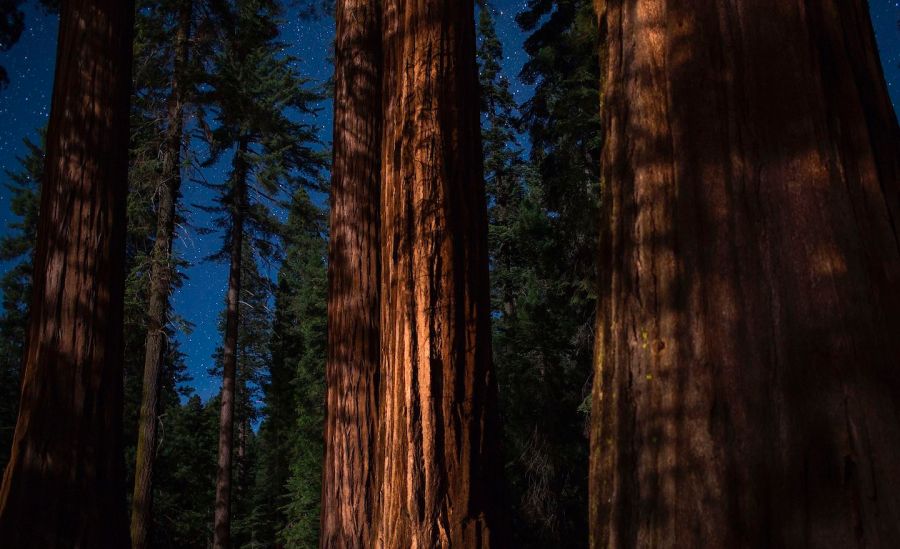 Giant sequoias in Yosemite National Park