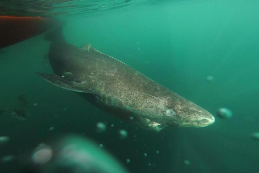 Greenland shark underwater