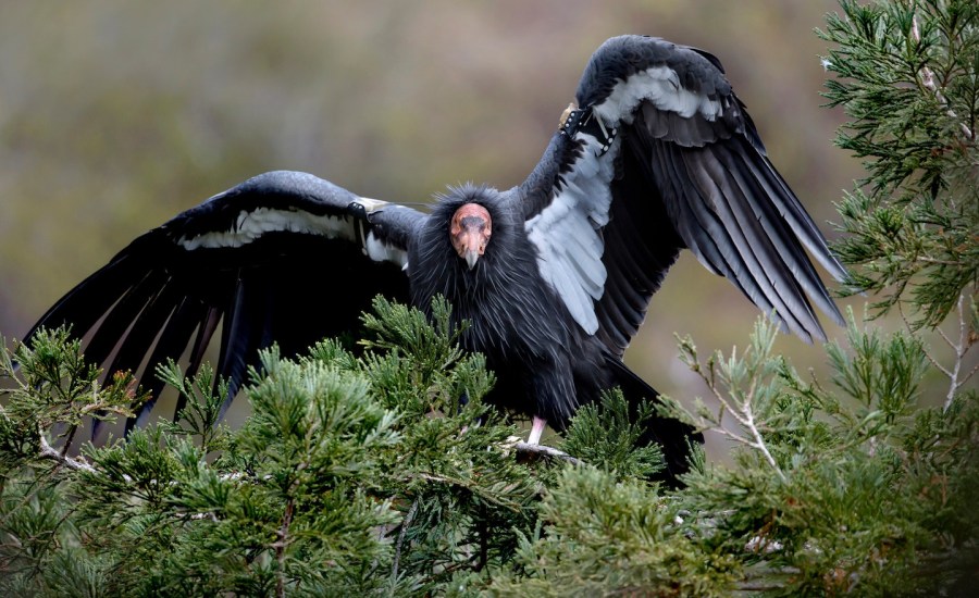 a photo of a Condor bird