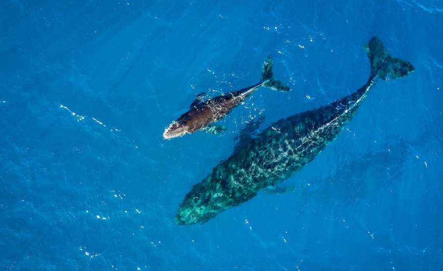 Humpback whale and calf off the coast of the Hawaiian Islands