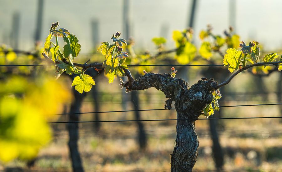 Photo of grape vine in spring