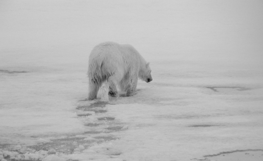 photo of polar bear