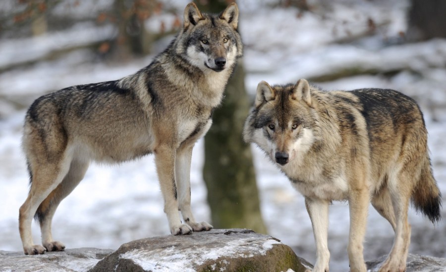 gray wolves