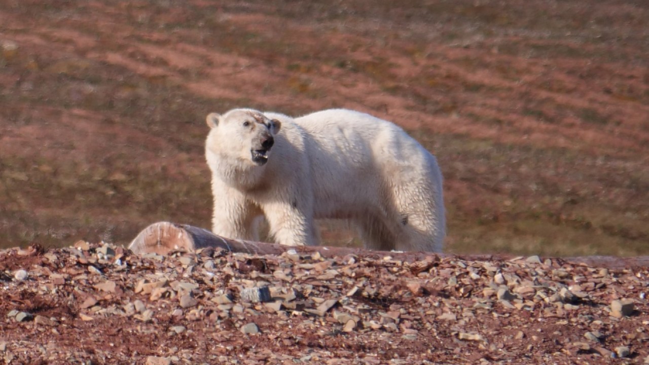 polar bear