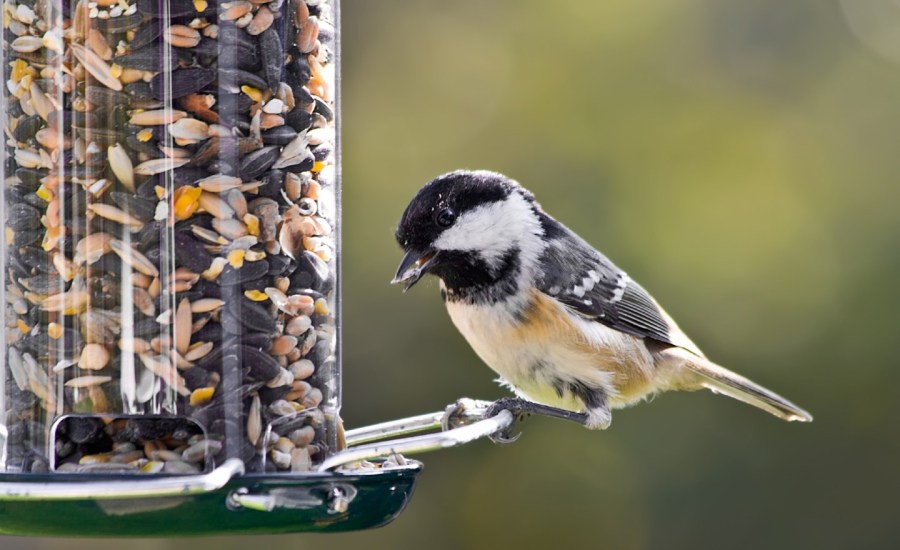 chickadee at a bird feeder