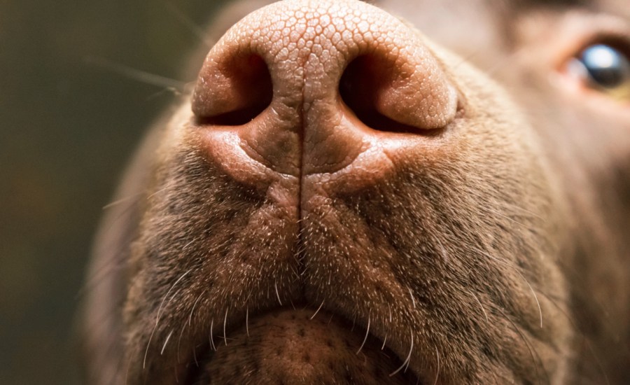 A brown nose of Labrador close up