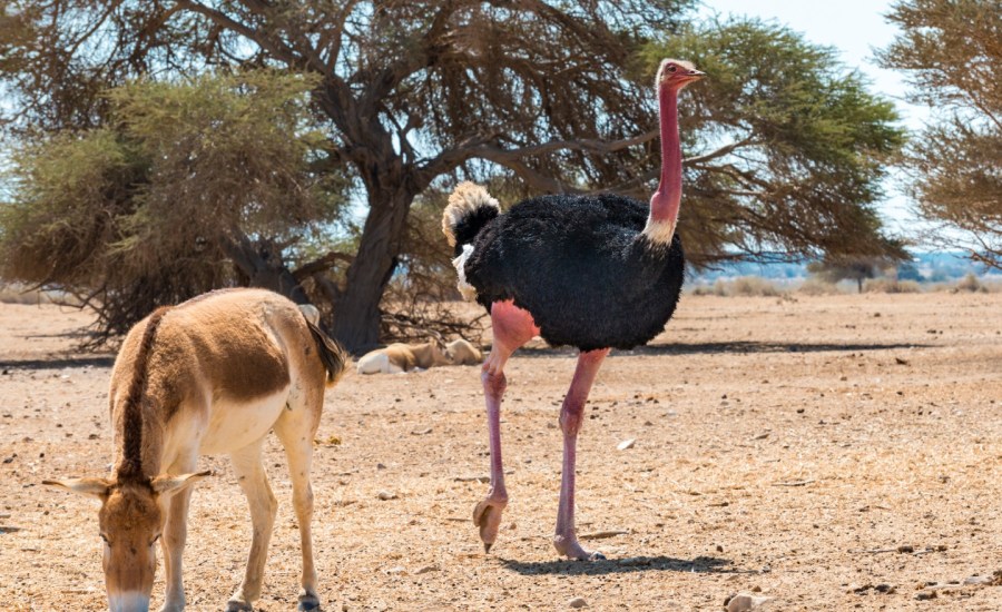 red-necked ostrich and a donkey