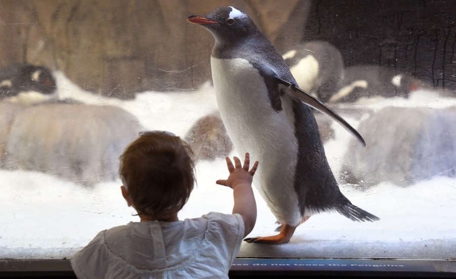 A young child watches a gentoo penguin walk by as the SEA LIFE aquarium reopens to the public in Melbourne on November 13, 2020, following the city's long lockdown due to a second wave of COVID-19 coronavirus infections