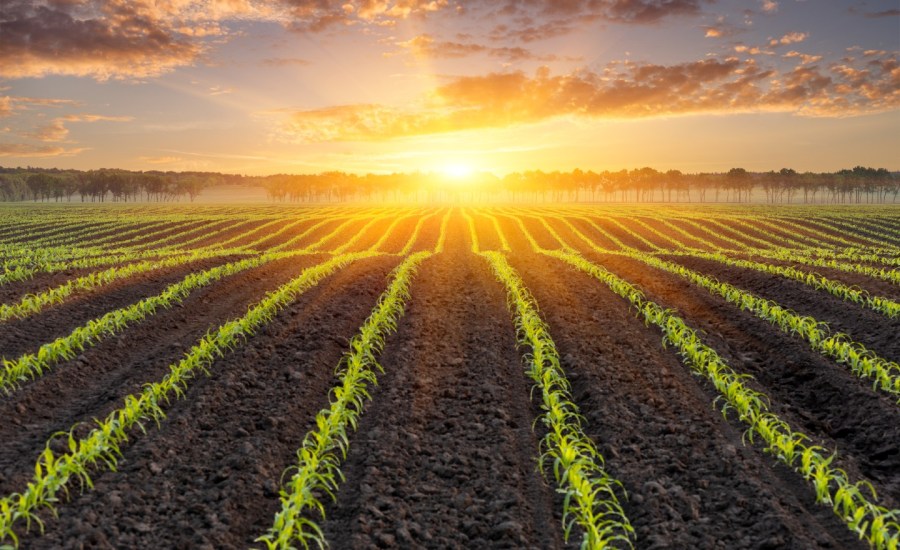 rows of crops under a shining sun