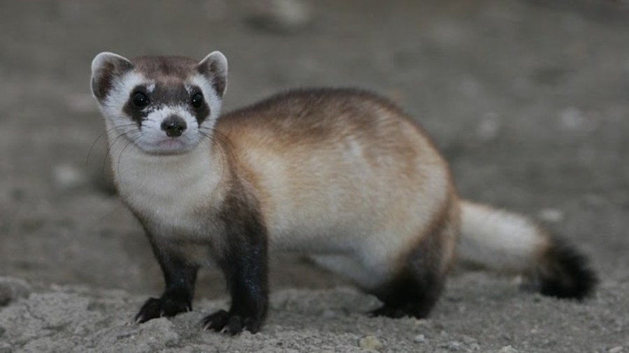 A black-footed ferret