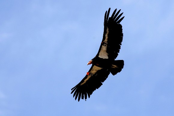 California Condor