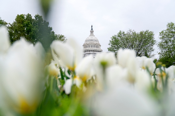 The U.S. Capitol is seen through a field of flowers