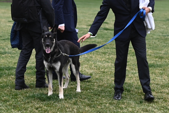 The Bidens' dog Major