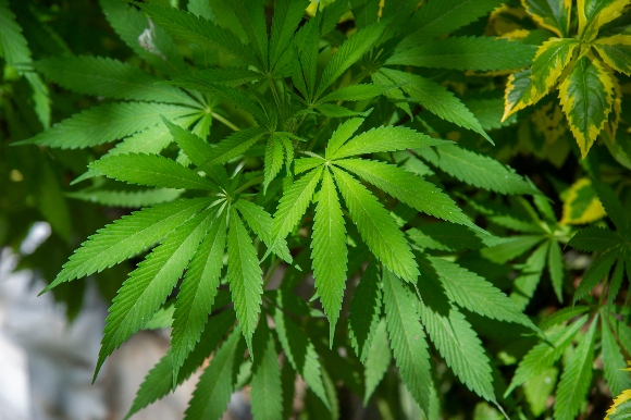 A marijuana plant