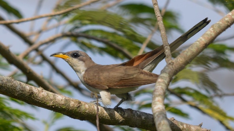 The yellow-billed cuckoo's habitat is reportedly threatened by factors including the clearing of land for agriculture, as well as dams