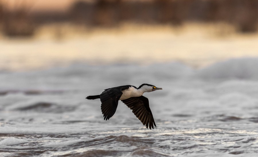 birds orinthology new south wales university research 9,7000 eBird data study rare species conservation