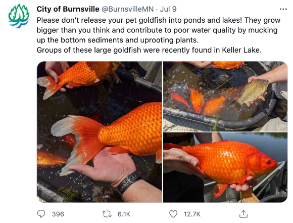 A warning from the city of Burnside not to put pet goldfish in ponds and lakes