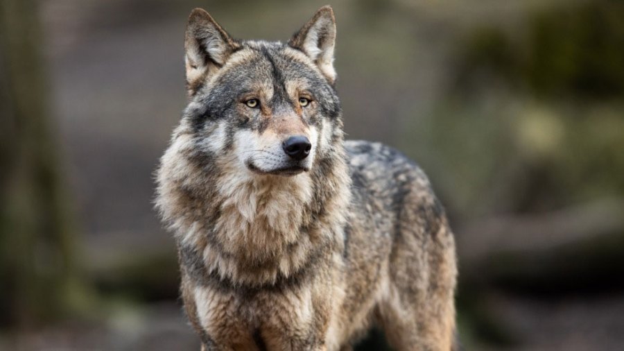 Portrait of a grey wolf