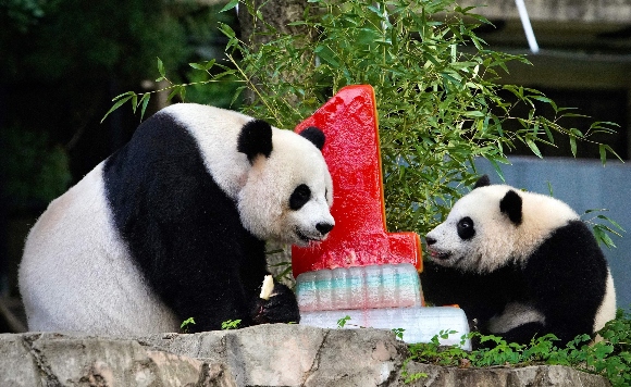 Giant Panda Xiao Qi Ji (R) celebrates his first birthday with his mother Mei Xiang