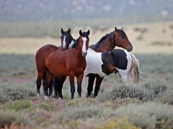 Wild horses roam free in Utah