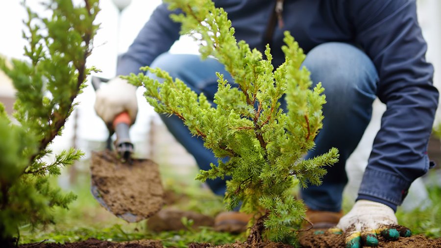 A person plants a tree