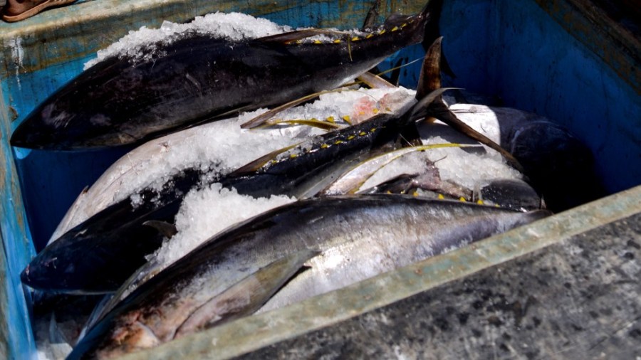 Yellowfin tuna are loaded onto a truck at a fishing port in Banda Aceh, Indonesia