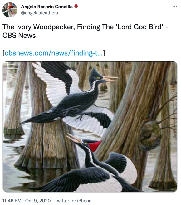 The Ivory Woodpecker, Finding The 'Lord God Bird' - CBS News