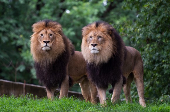 Lions at the National Zoo