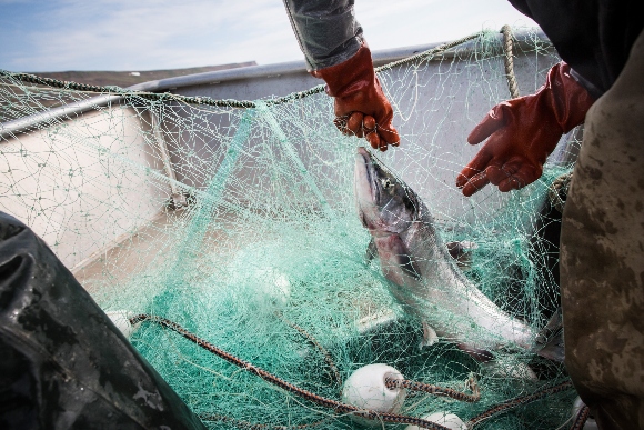 Fishers haul in nets with salmon