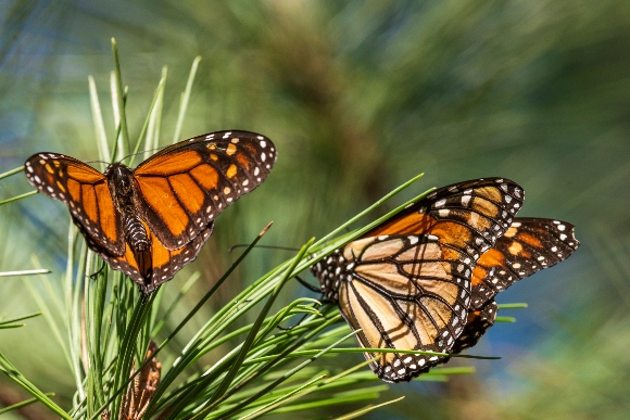 Butterflies land on branches at Monarch Grove Sanctuary in Pacific Grove, Calif.