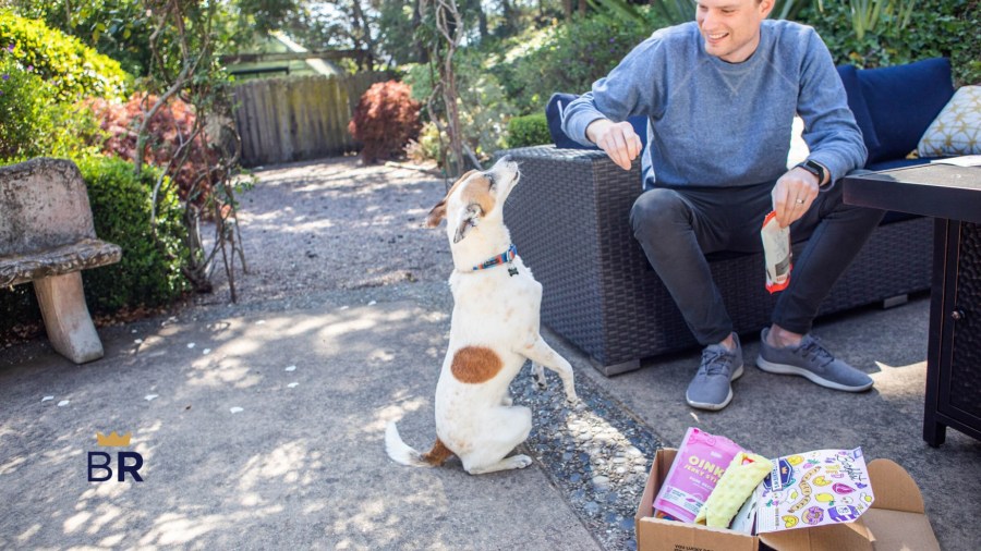 dog doing trick for a treat