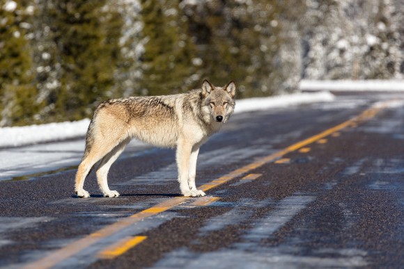 A gray wolf in Yellowstone