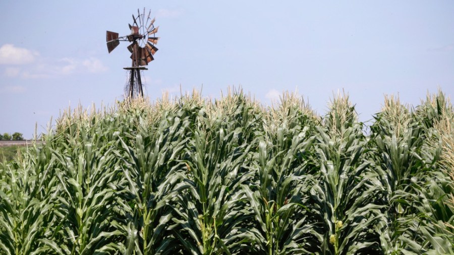 Corn rows in Iowa