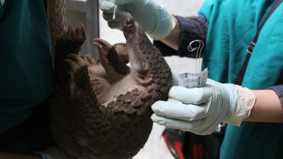 An oral swab is college from a pangolin by WCS wildlife health professionals at a wildlife rescue center in Viet Nam