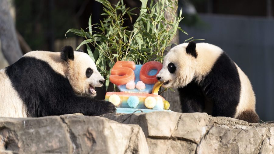 Mei Xiang, Xiao Qi Ji