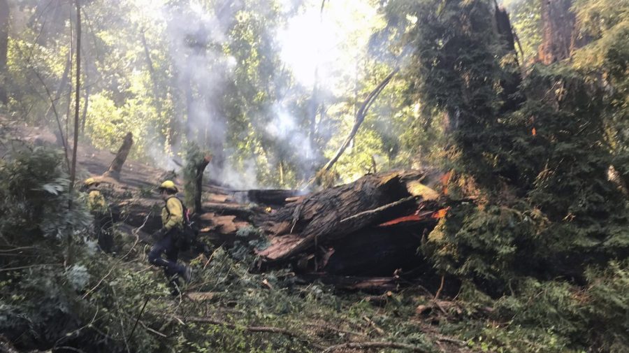 Fire workers walk through thick brush next to a fallen tree that is on fire.