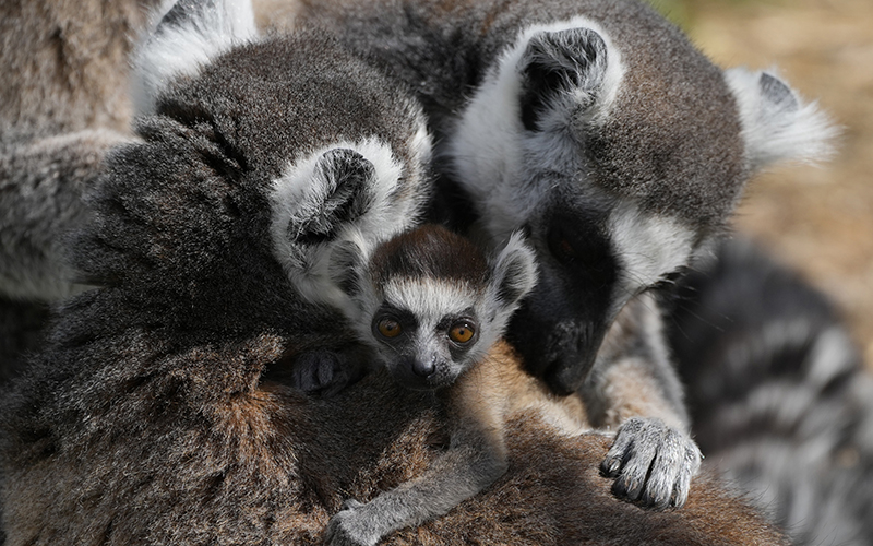 A newborn ring-tailed lemur, center, sits on the back of its mother as it faces the camera