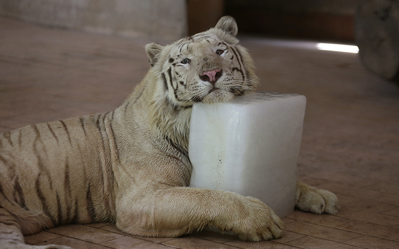 A tiger cools off on a slab of ice