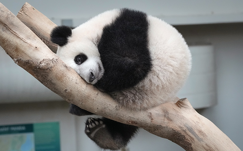 Sheng Yi, a female panda, rests in the wedge of a branch