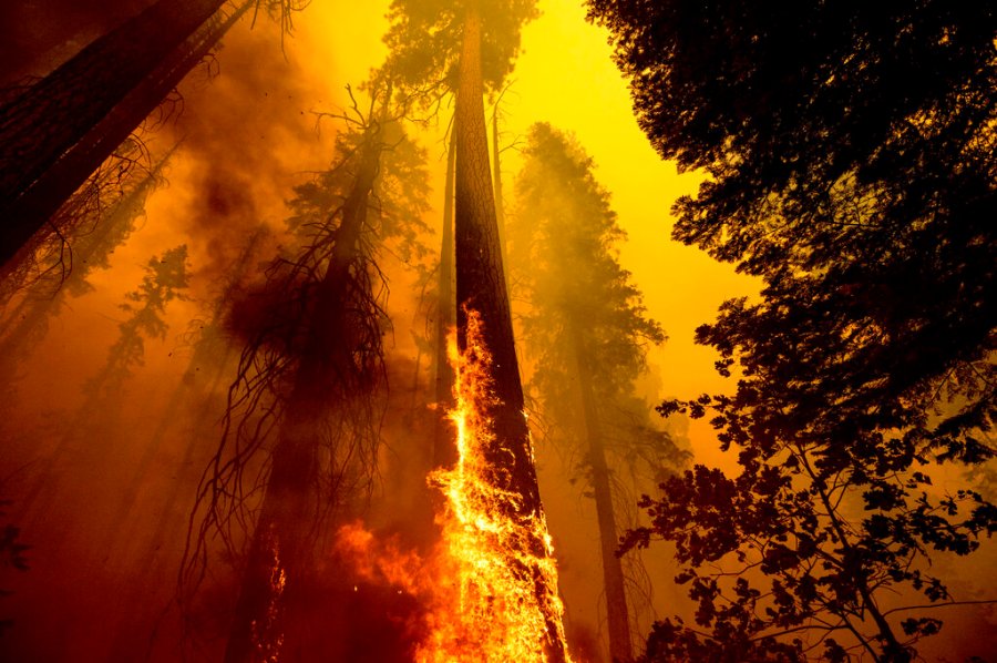 FILE - Flames lick up a tree as the Windy Fire burns in the Trail of 100 Giants grove in Sequoia National Forest, Calif., on Sunday, Sept. 19, 2021. La Nina, the natural but potent weather event linked to more drought and wildfires in the western United States and more Atlantic hurricanes, is becoming the nation’s unwanted weather guest and meteorologists said the West’s megadrought won’t go away until La Nina does. (AP Photo/Noah Berger, File)