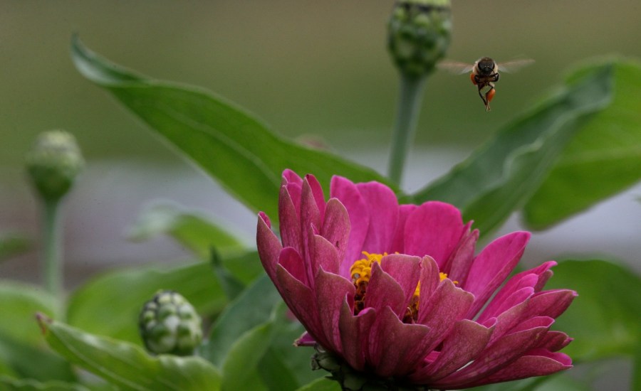 bee and zinnia flower