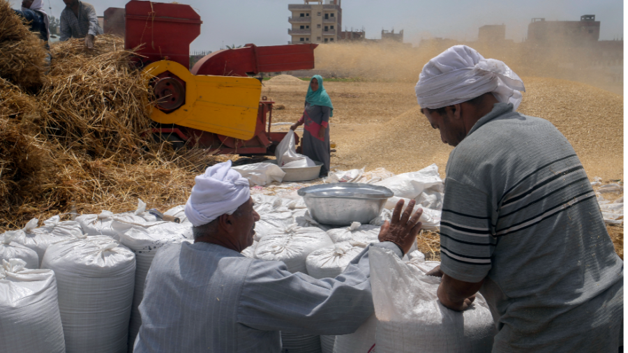 Two male farmers in Egypt stand in front of white bags filled with wheat. A woman stands in the background near farming equipment.