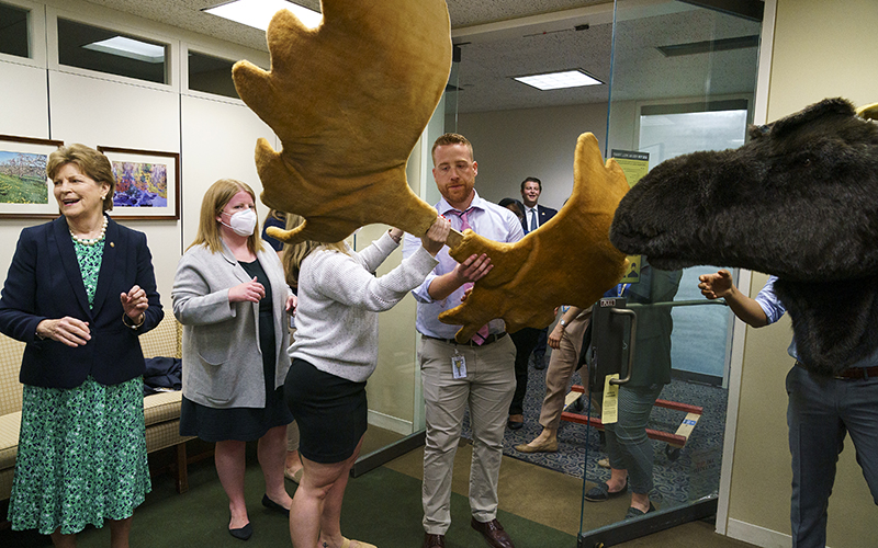 Marty the Moose's antlers are put on in the office of Sen. Jeanne Shaheen by her staff members