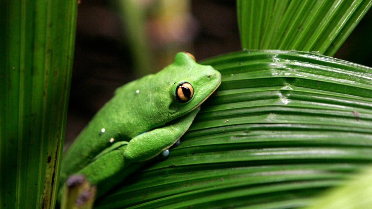Endangered Blue-Sided Leaf Frog