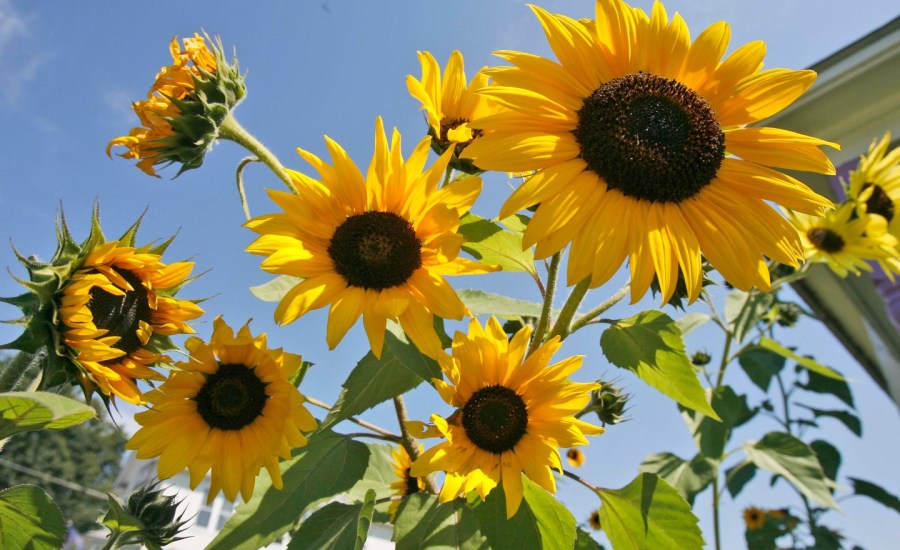 sunflowers