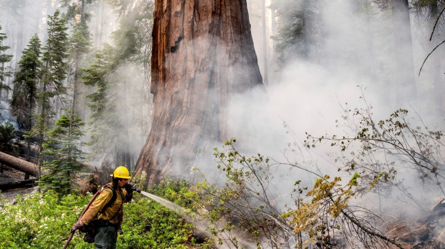 A firefighter protects a sequoia tree as the Washburn Fire burns in Mariposa Grove in Yosemite National Park, Calif., on Friday, July 8, 2022.