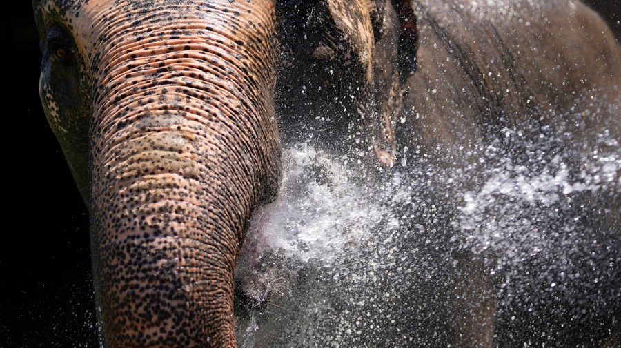 An animal keeper sprays a jet of water on an elephant